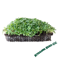 black knight tatsoi mustard microgreens white background