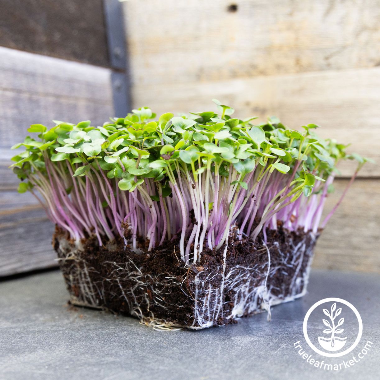 Purple Plum Radish Microgreens