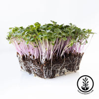 purple plum radish microgreens white background