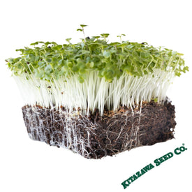 Japanese Komatsuna Microgreens white background