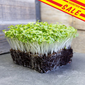 Japanese Komatsuna Microgreens with sale banner