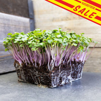 purple plum radish microgreens with overstock sale banner