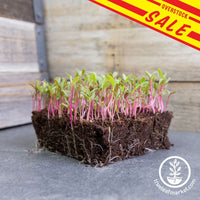 white albino beet microgreens with overstock sale banner