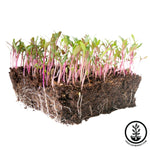 white albino beet microgreens white background