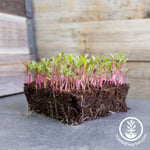 White Albino Beet Microgreens