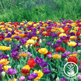 Double Late Mixed Tulips