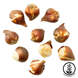 Tulip bulbs white background 