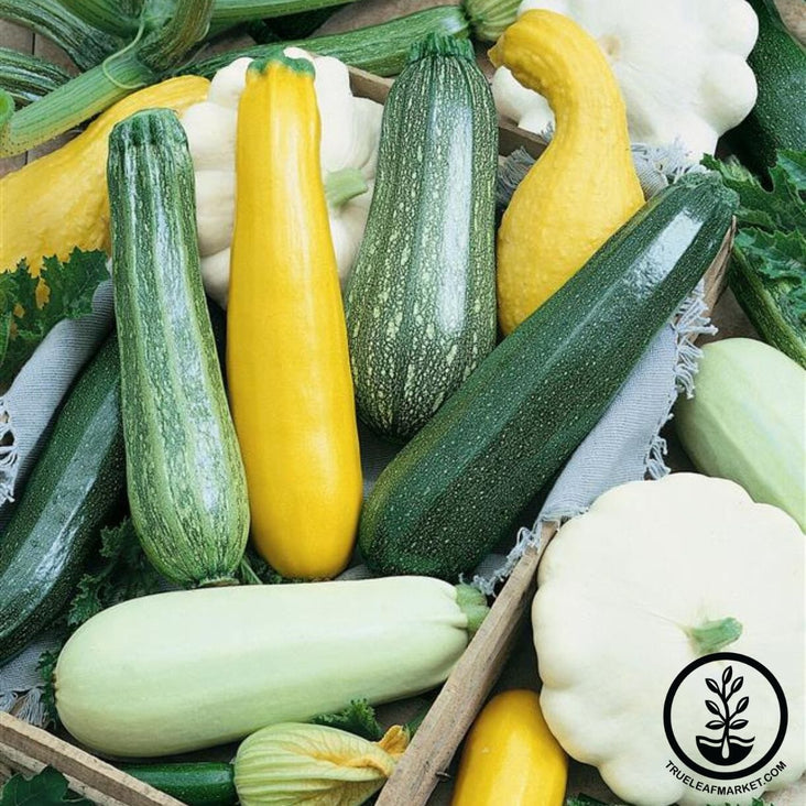 summer melody blend of squash