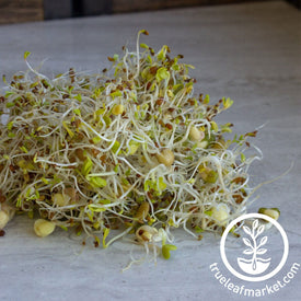 5 Part Salad Mix Organic Sprouting 