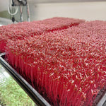 Up Close Bright Red Microgreens Grown Using Grow Lights