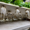 Roots Of Lettuce Growing