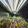 Seedling Starts Under Grow Lights