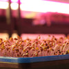 Close up Image of Micro Greens Under Grow Light