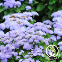 Ageratum Seeds - Dwarf Blue Mink