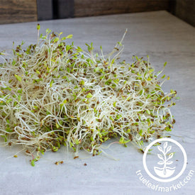 Alfalfa Organic Sprouting