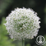 Allium Bulbs - Mount Everest