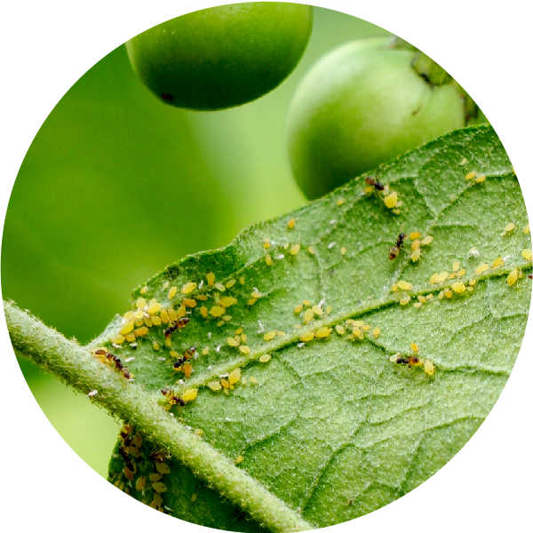 Aphids