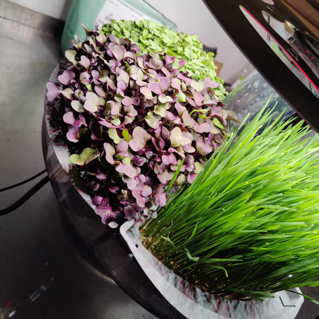 microgreens and wheatgrass growing in aquatree