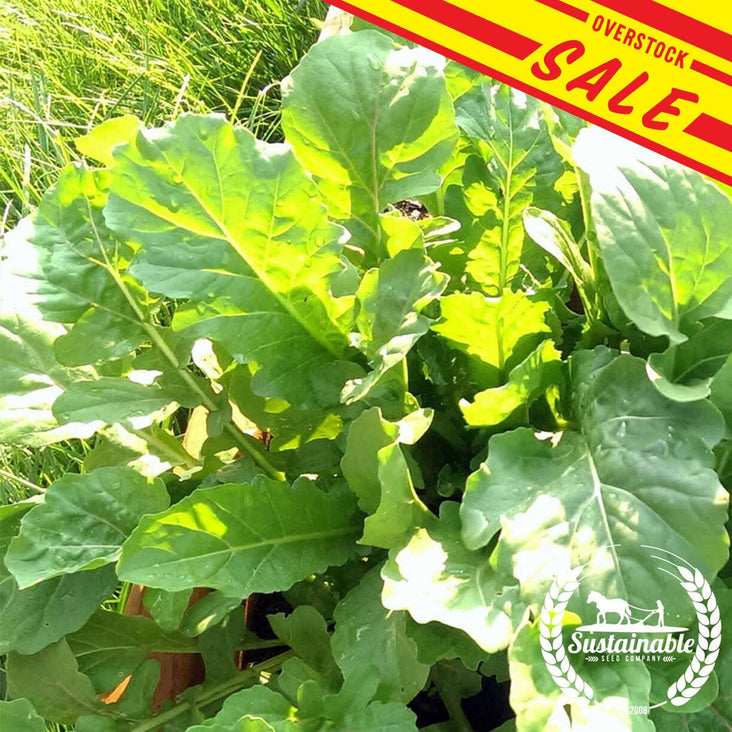 Arugula Slow Bolt Organic Sale