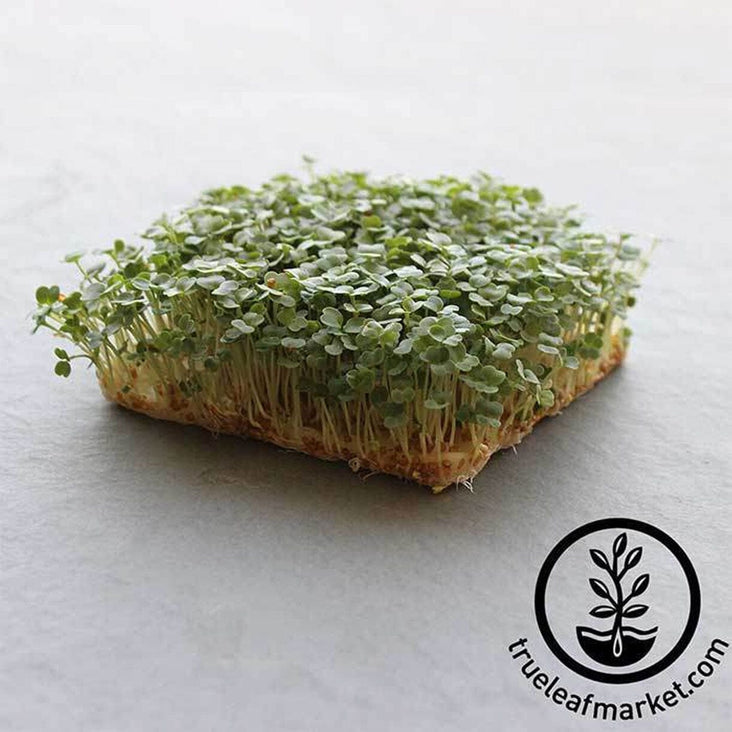 Arugula Slow Bolt Microgreens