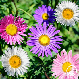 China Aster Seeds - Single Rainbow Mix Flowers