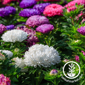 China Aster Seeds - Colour Carpet Mix Flowers