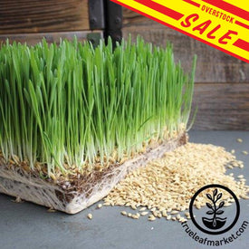 Barley Microgreens Organic Sale