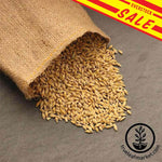 Barley Organic Bulk Grains Foods Sale.