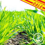 Organic Cover Crop Seeds Sale