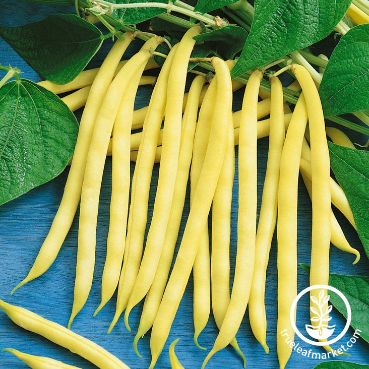 french garden yellow fillet bush bean