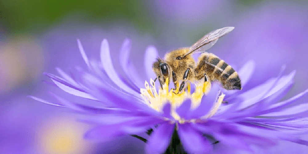 Bee pollinating a purple flower