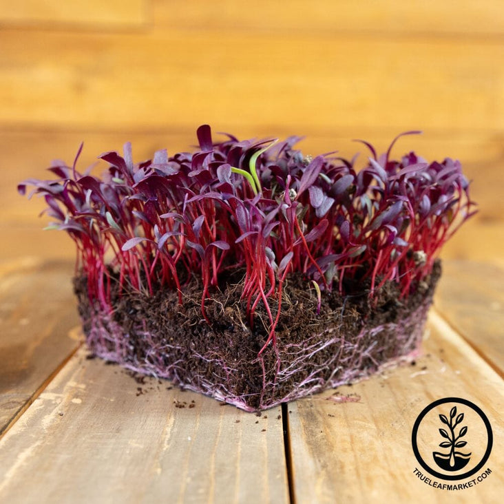 Beet - Bulls Blood - Microgreens Seeds