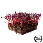 Beet - Bulls Blood (Organic) - Microgreens Seeds