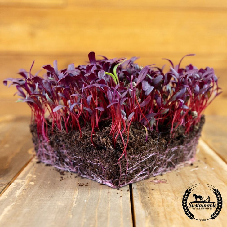 Beet - Bulls Blood (Organic) - Microgreens Seeds