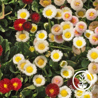 Bellis (English Daisy) Seeds - Pomponette Mix