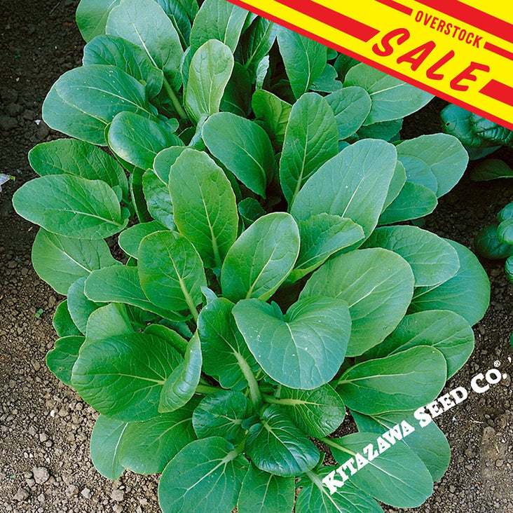 Black-Knight-Tatsoi-Mustard-Manure-overstock-SALE