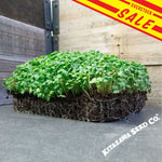 Black-Knight-Tatsoi-Mustard-Microgreens-comp-overstock-SALE