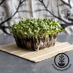 Black Oil Sunflower Microgreens