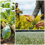 Cover Crop Mix in the field grown