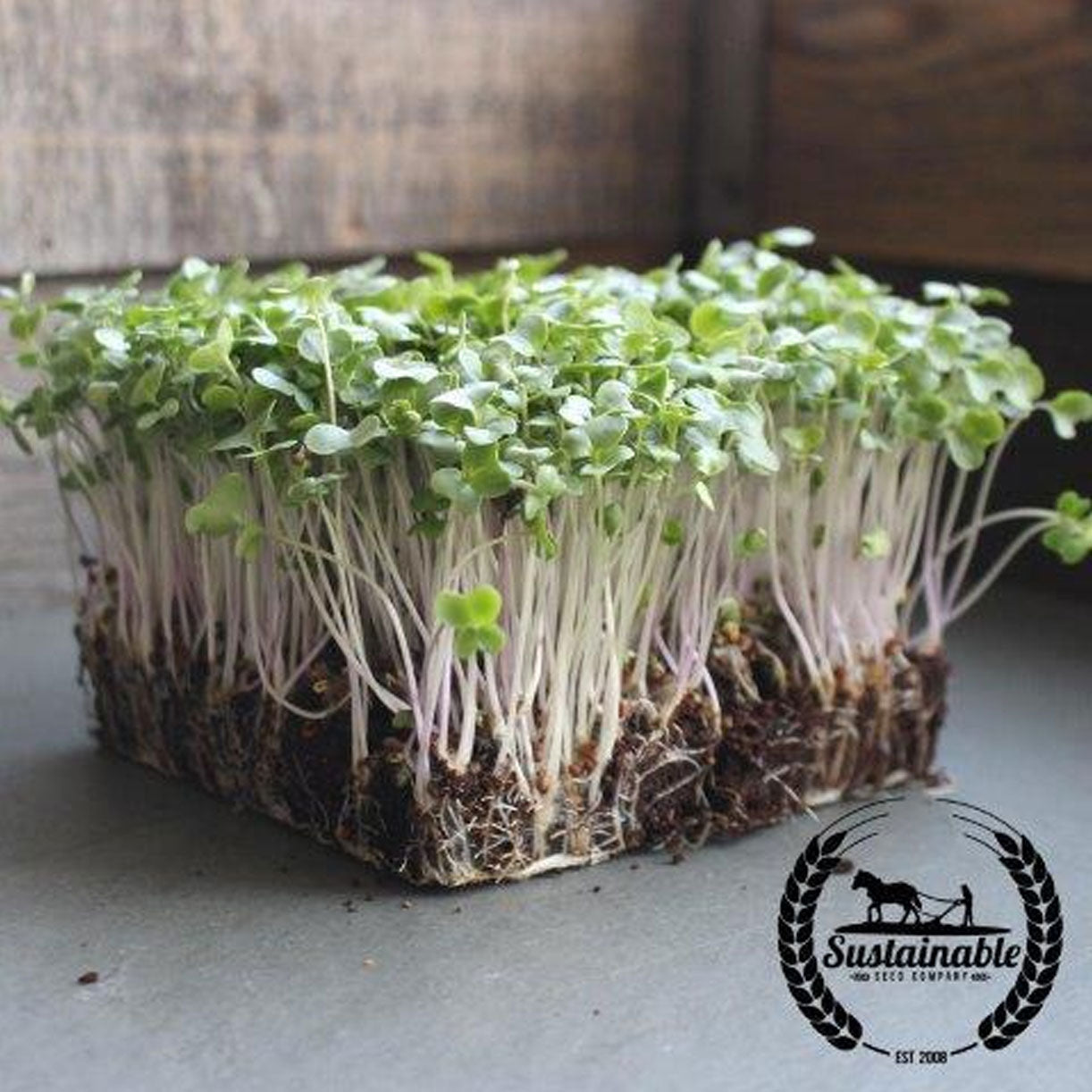 broccoli microgreens