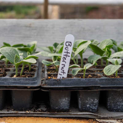 butternut squash seed starts