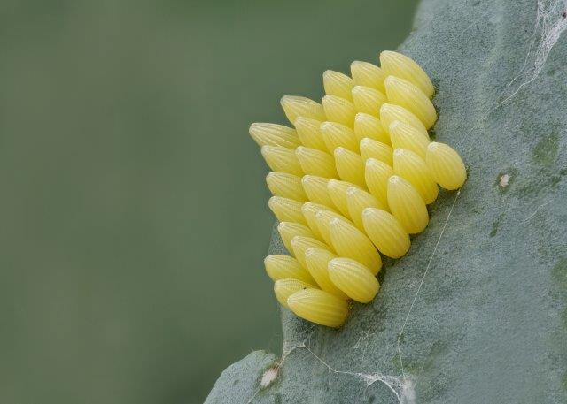 Cabbage Worm Eggs