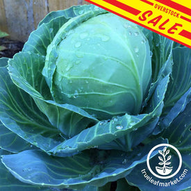 Cabbage Golden Acre Overstock Sale