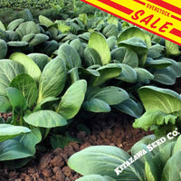 Cabbage Pak Choi White Stem sale