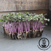 Cabbage Red Acre Microgreens