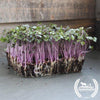 Cabbage Red Acre organic