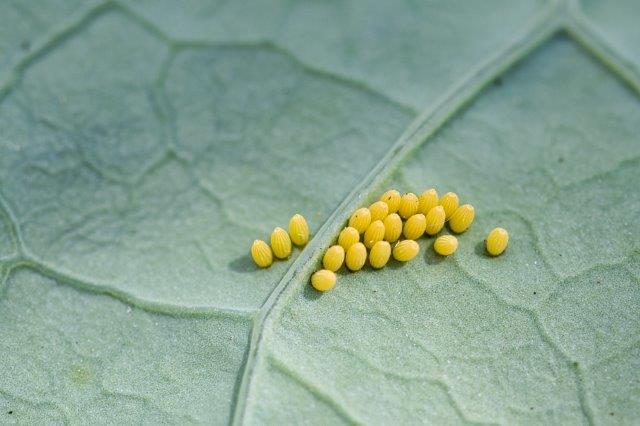 Cabbage Looper Eggs