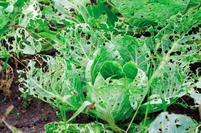 Cabbage Worm Damage