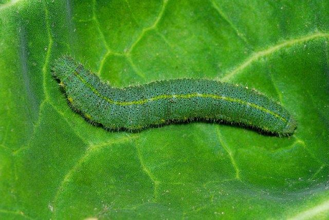 Cabbage Worm on Plants