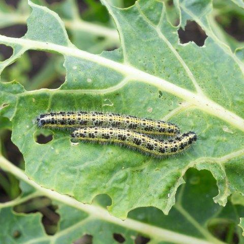 Cabbage Worms